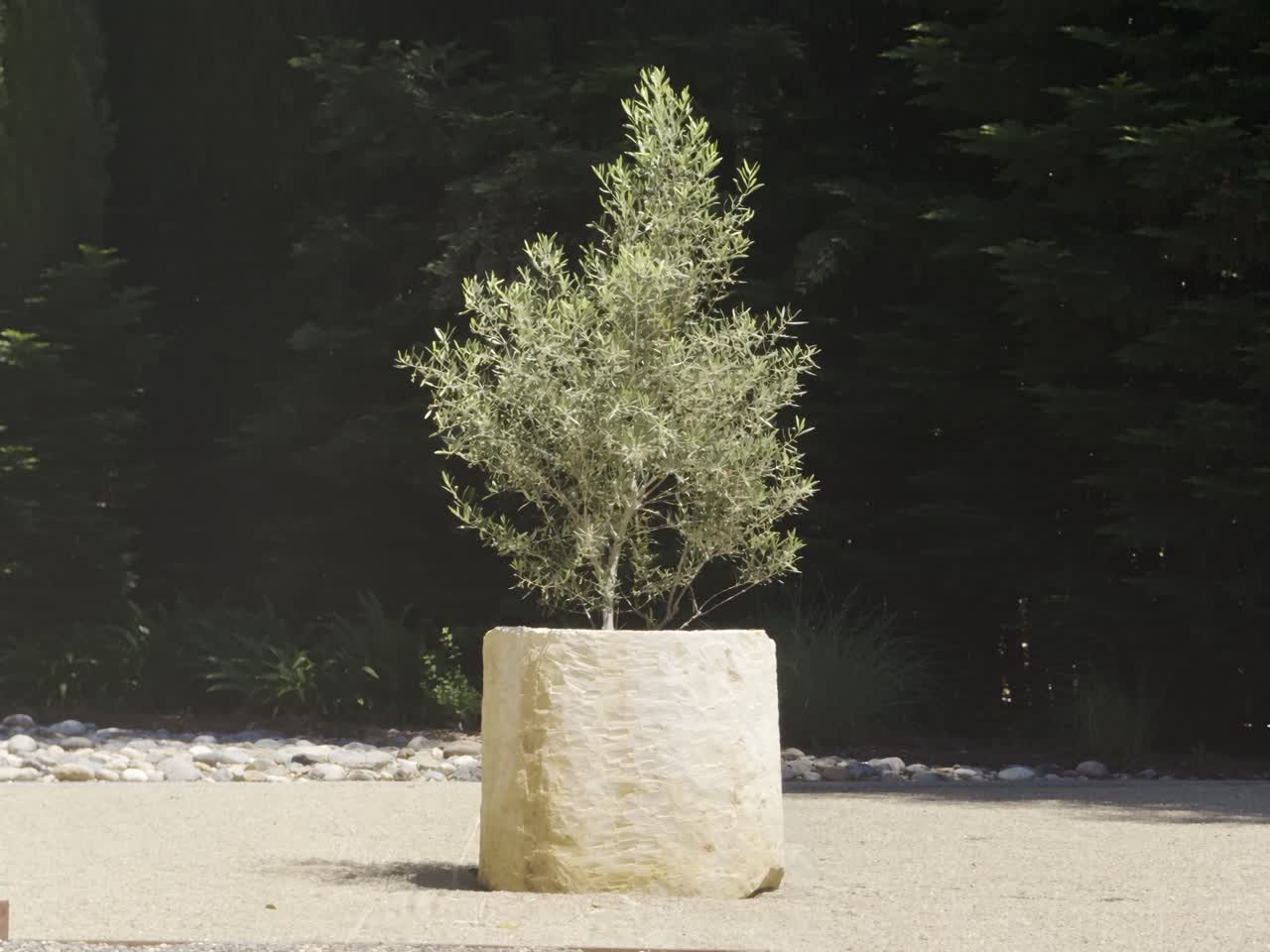 An olive tree in a textured limestone pot beside a dark hedge